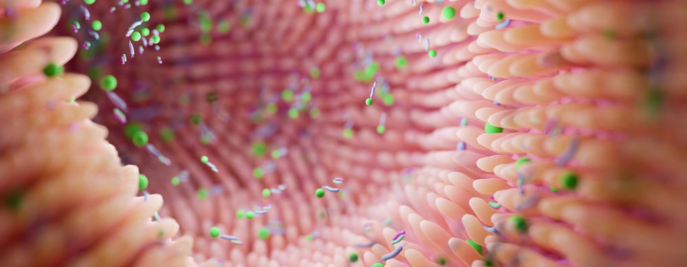 Probiotica voor je darmflora: zo geef je je darmen levenskracht
