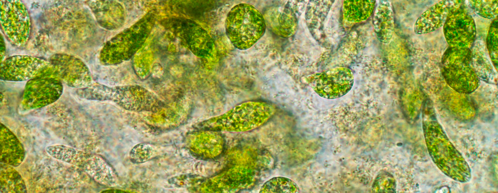 De verbazingwekkende voordelen van plankton